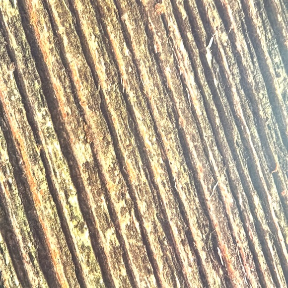 Scrapbook Paper! Wood Textures & Backgrounds! 12x12” - Picture 7 of 17